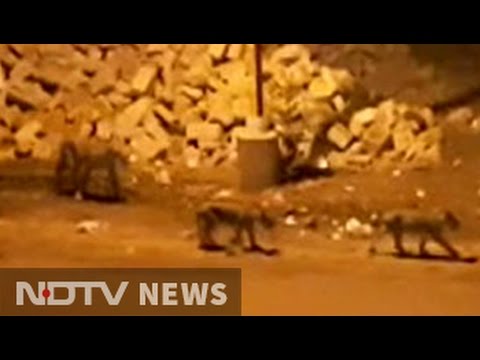 Video of 8 lions roaming Gujarat town causes panic