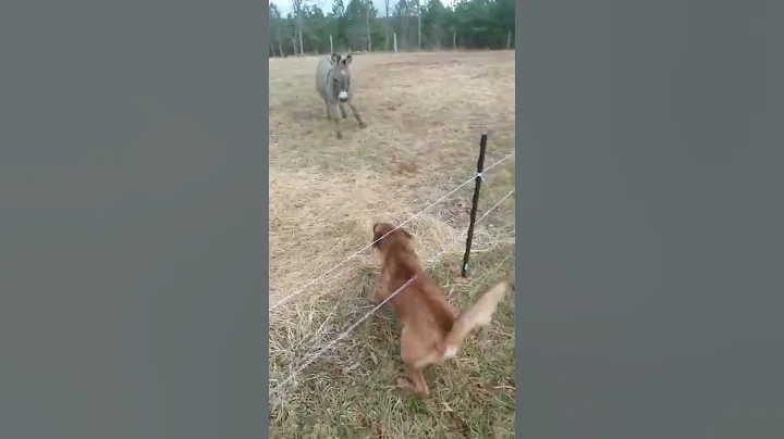 Dog gets shocked by electric fence - DayDayNews