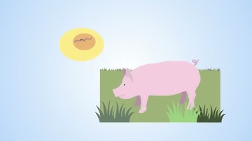 Can pigs help researchers cure a lethal genetic disease?