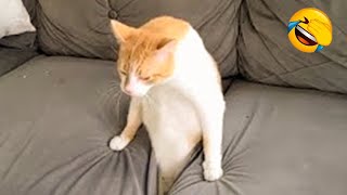 Yritä Olla Nauramatta - Hauskoja Kissa ja Koira Videoita #1 - Parhaat Hauskat Eläinvideot