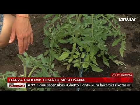 Video: Kā pabarot tomātu