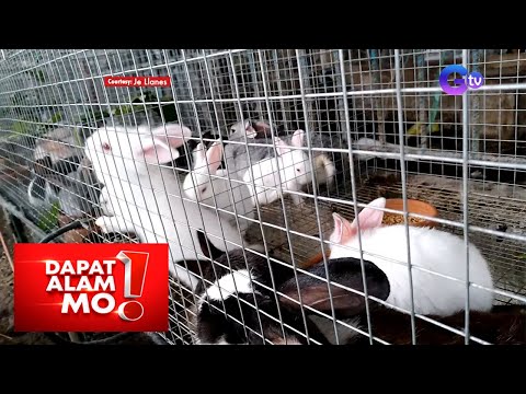 Video: Paano Magluto Ng Pinalamanan Na Mga Rolyo Ng Repolyo Na May Karne Ng Kuneho