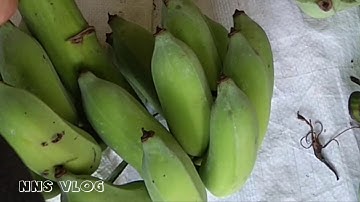 CÁCH DỄ DÀNG CẮT NẢI CHUỐI RA KHỎI BUỒNG CHUỐI MÀ AI CŨNG LÀM ĐƯỢC