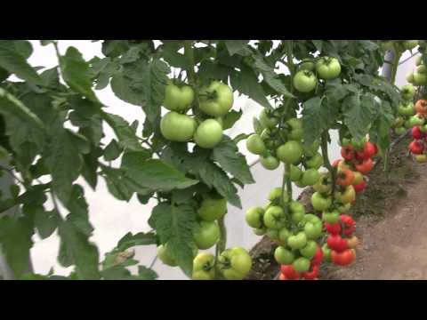 Абелус F1 (Abellus F1) индетерминантный томат (Rijk Zwaan)