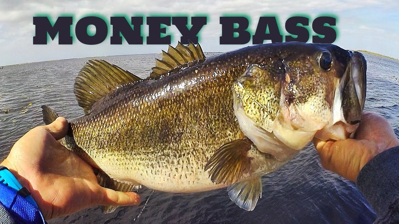 MONEY BASS Lake Okeechobee FLW Tour 1 YouTube
