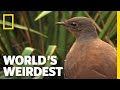 Bird mimics chainsaw car alarm and more  worlds weirdest