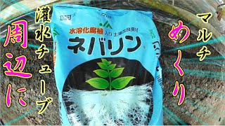 20200602 発根力ネバリンを追肥する方法と理由とは!?／施設きゅうり栽培／Facility cucumber cultivation／愉快なshata農園