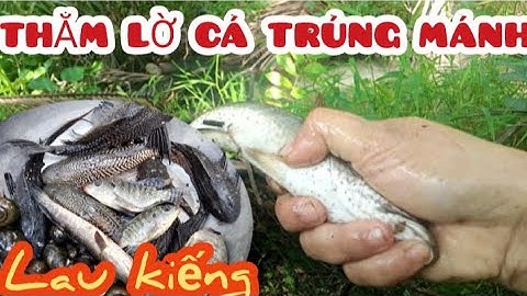 Thăm lờ cá trúng mánh cá lau kiếng.