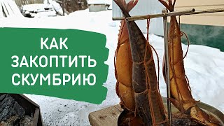 Скумбрия горячего копчения в коптильне Аромат