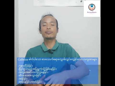 ​ခွေး​ကြောင်​လေးများနှင့် ကဖိန်း အဆင့်သင့်ခြင်း(Caffeine Toxicity in pet)