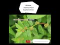 UMziwa (Asthma Plant)