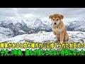 【奇跡の実話】障害があるため「不運」とされ山に捨てられた秋田犬の子犬――5年後、幸運の象徴となり、かつての飼い主を涙させた