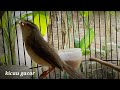 Suara Burung Prenjak Klik Gacor Untuk Pancingan Dan Pikat Burung Bahan Mp3 - Mp4 Download