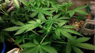 Grow autoflower / autofloreciente weed / marijuana TIME LAPSE Blackjack vs Maxigom (Preview) 1080p