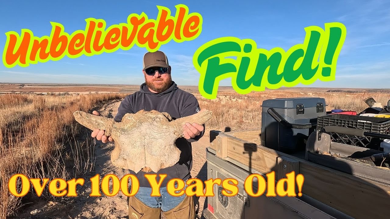 Череп буйвола возрастом 150 лет 