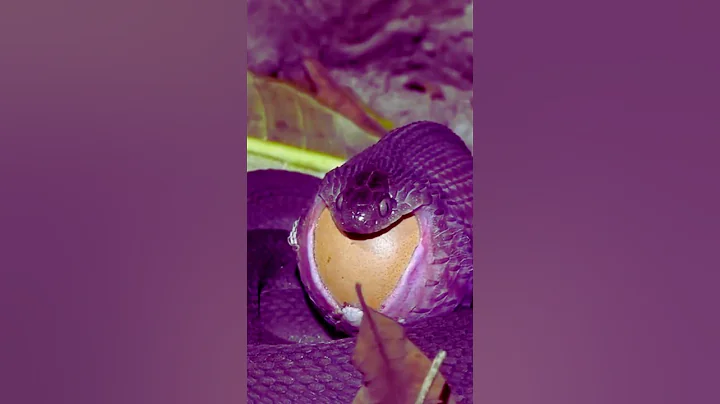 Egg Eating Snake #shorts #dailylifeshorts #nature