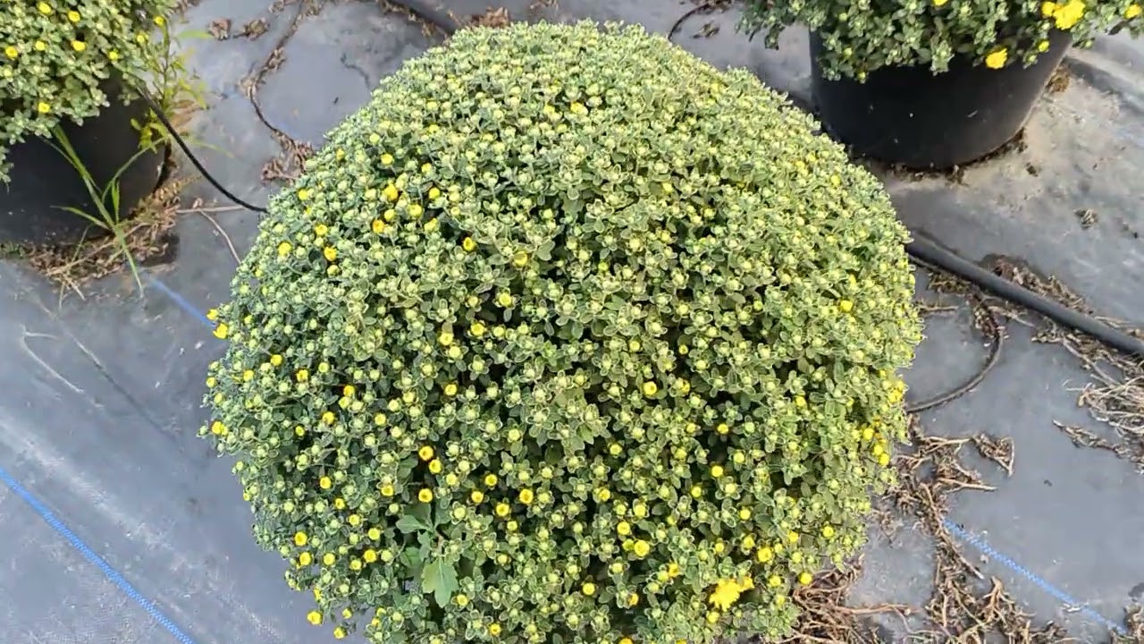 Cách trồng cúc mâm xôi Tết 2026 phần 14 - cập nhật 09/12 Âm Lịch