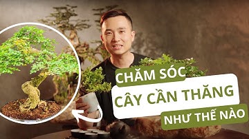 BONSAI CẦN THĂNG - HƯỚNG DẪN CHĂM SÓC CÂY PHÁT TRIỂN VÀ NHỮNG LƯU Ý QUAN TRỌNG