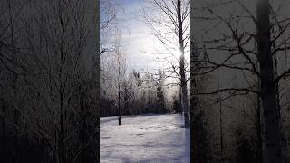 The Quiet Beauty of Spring Awakening #naturesbeauty #seasonaltransition #swedishspringtime