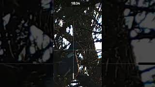 Fun with hw100x