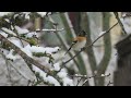 Юрок вьюрок Brambling Юрок вьюрок Brambling