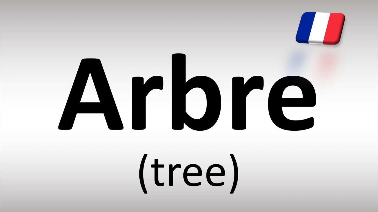 How To Say Tree Arbre In French YouTube how-to-say-tree-arbre-in-french-youtube