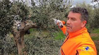 κλάδεμα ελιάς olive pruning (#116Vlog)