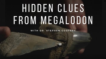 Hidden Clues from Megalodon