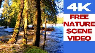 nature 4K 483 🌳 Nature Scene Video