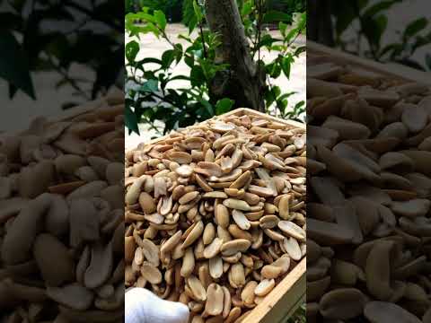 بادام کره گیری درجه یک استانه سورت شده و تفت داده عمده ۱۵۵ تومان خرده از یک کیلو ۱۷۹ تومان