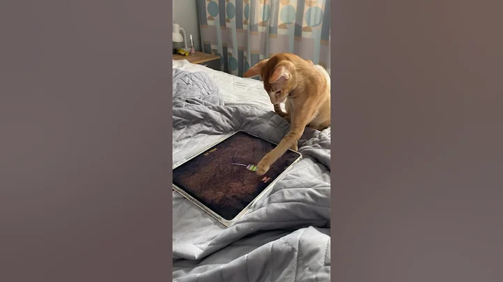 Video 4584231: oriental cat playing, cat enjoy playing