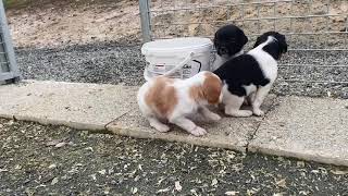 Chiots épagneul breton de 1 mois