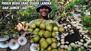 Download Lagu Panen Buah liar yang sudah langka\u0026jamur, Menemukan jejak kaki peninggalan jaman purba | Kang Kumang MP3 Download Lagu Panen Buah liar yang sudah langka\u0026jamur, Menemukan jejak kaki peninggalan jaman purba | Kang Kumang MP3