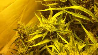 Super Silver Haze - 7 Weeks 12/12 - 5 Weeks Flower