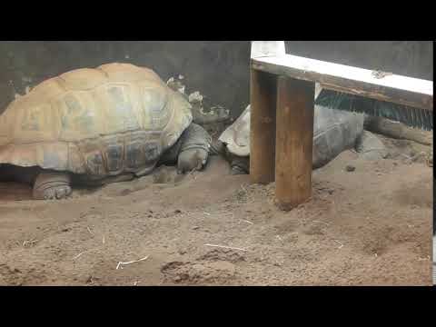 Twycross Zoo - Giant Tortoise