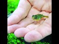 Hand Feeding Baby Puffer ⁉️ So Cuteee... 😚 #shorts