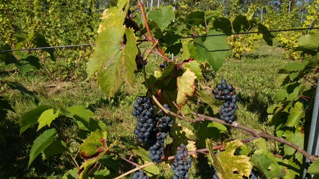 виноград культурный marechal foch.