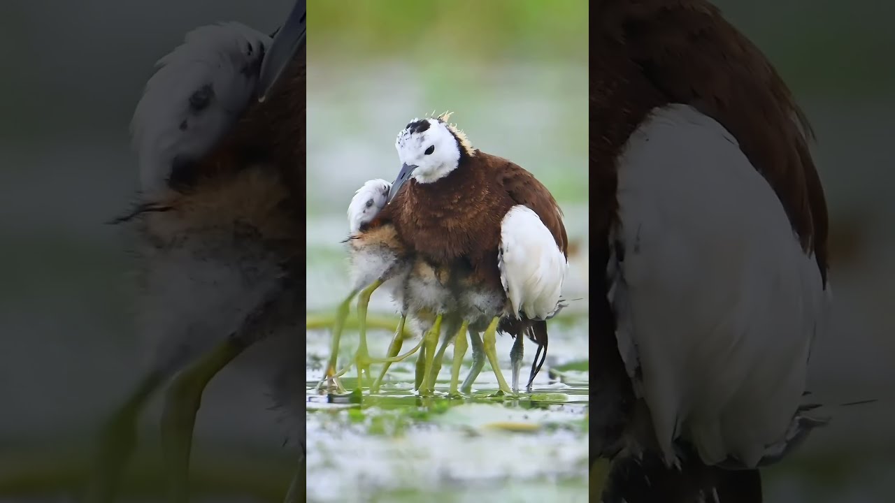 This Bird Dad Is Really Impressive Both Incubating Eggs And Raising Chicks Pheasant Tailed Jacana 