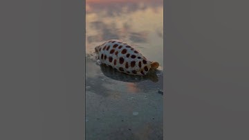 WHAT are SEASHELLS  made of🤔