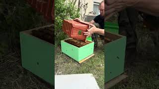 Honey bess 🐝 How to transfer your 5 frame Nuc in to a hive 