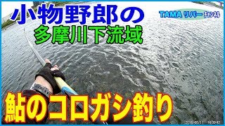 多摩川下流域で鮎のコロガシ釣り 小物釣り Youtube