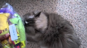 Tyco: Blue-Mitted Ragdoll Cat Sniffs Yeowww! Catch of the Day