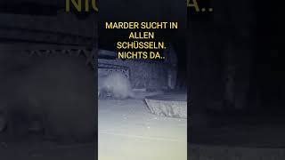 WILDKAMERA IM GARTEN. LEIDER NICHTS DA FÜR DEN MARDER..