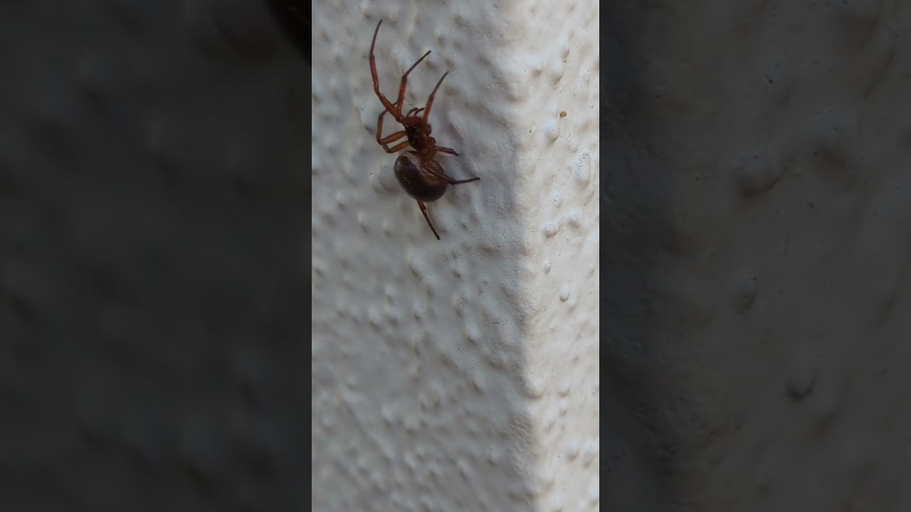 happy Halloween 🎃noble false widow🕷️