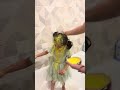 Daddy &amp; Daughter Holi Fun 🌈 | Cute Bonding Moments 💖