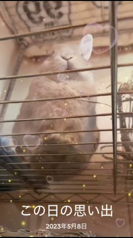 3年前の片耳愛兎ラッキー #うさぎ #rabbit