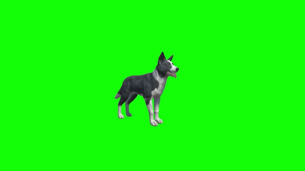 Top Copyright Free Green Screen Dog Border Collie Animations Pack - YouTube