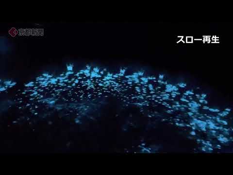 伊根湾の夜光虫（2021年5月　京都府伊根町）