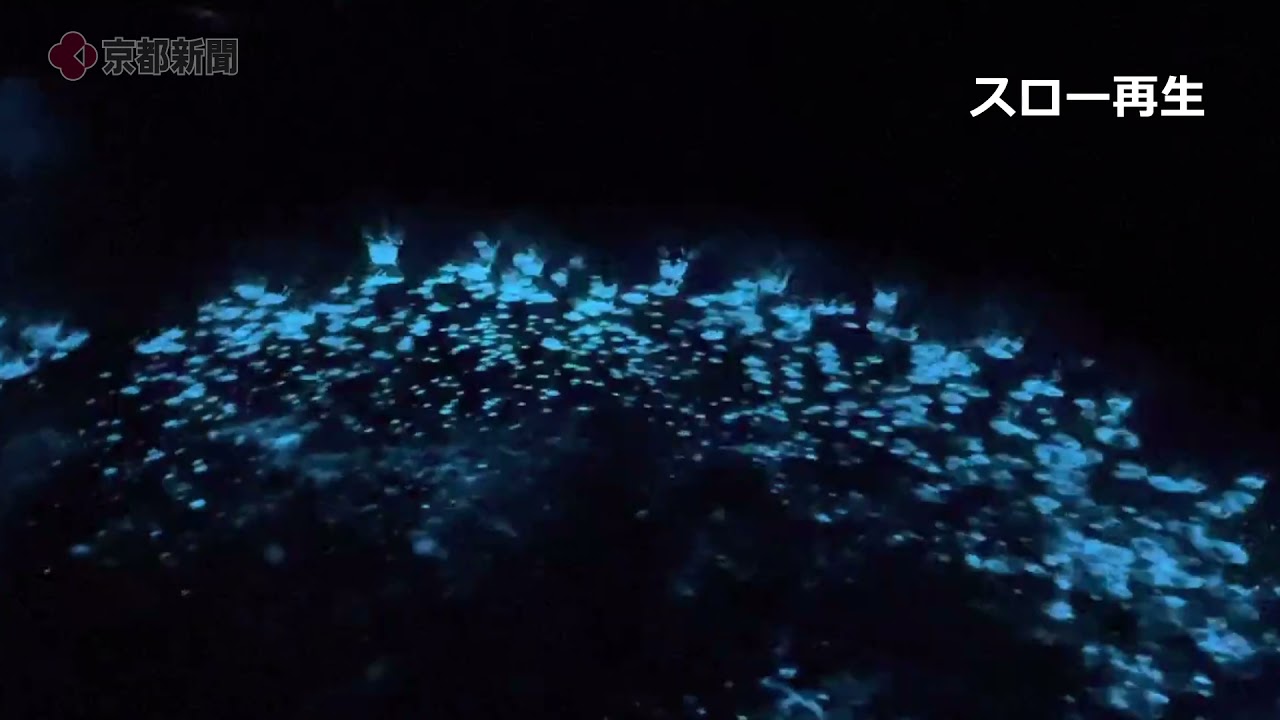 伊根湾の夜光虫 21年5月 京都府伊根町 Youtube
