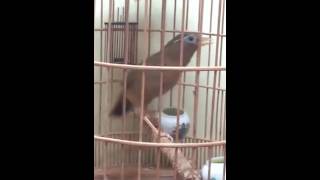 Ms320 Ngũ Trường 0972053678